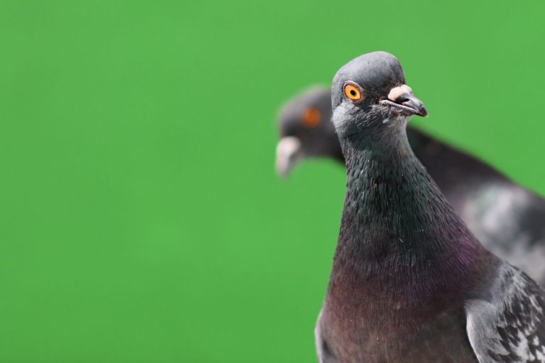 ‘Bitcoin Bug’ Exploited on Crypto Fork as Attacker Prints 235 Million Pigeoncoins
