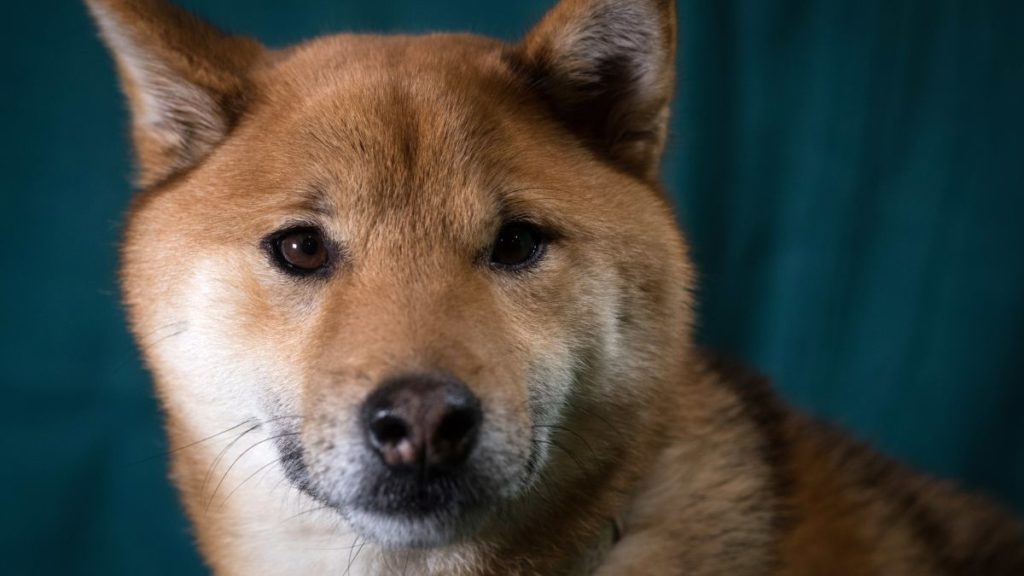 The TikTok Dogecoin Scheme May Not Be All It Appears