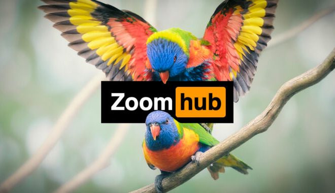 Zoombomber crashes court hearing on Twitter hack with Pornhub video