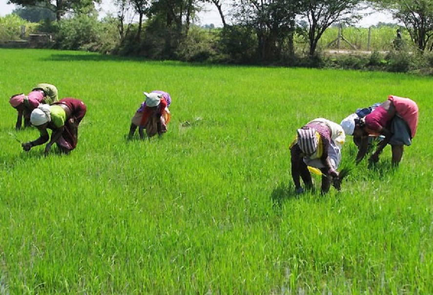 Court Convicts Farmer for Rice Investment Fraud | Business Post Nigeria