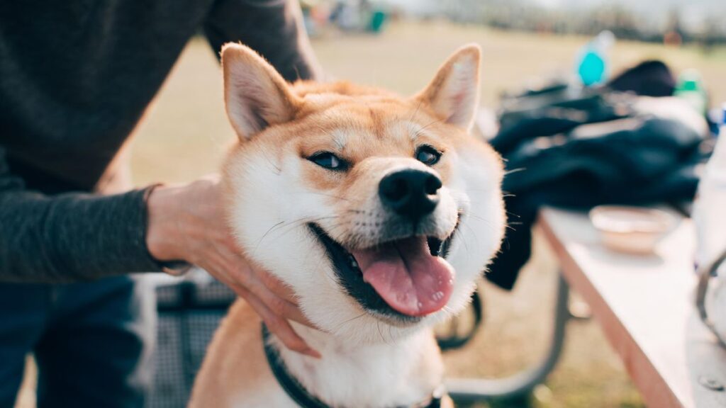Dogecoin Stages A Comeback Amid Crypto’s $300 Billion Crash, Soaring 30% As Elon Musk And Coinbase Signal Confidence