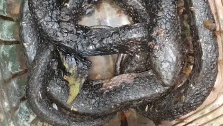 Watch: Snake freed from immobilising coat of coal tar by rescuers