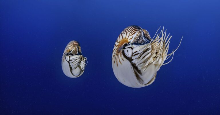 Seashells changed the world. Now they’re teaching us about the future of the oceans.