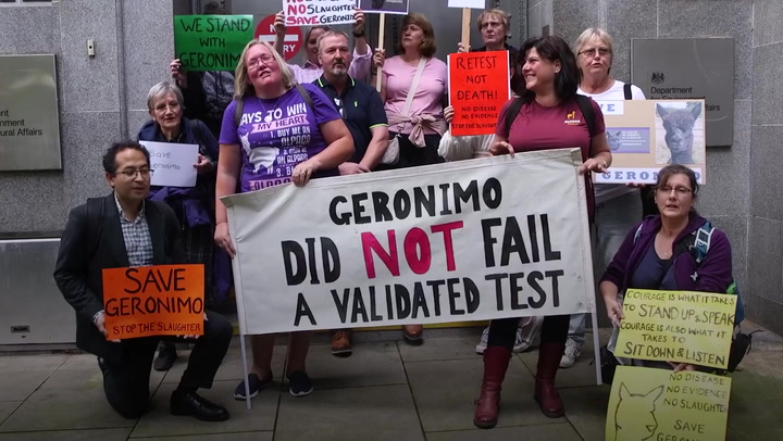 Watch: Protesters urge government to halt euthanisation of Geronimo the alpaca