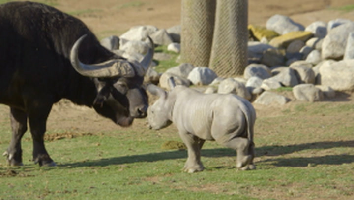 Meet Justin, the ‘brave’ baby rhino befriending buffaloes and gazelles at San Diego Zoo
