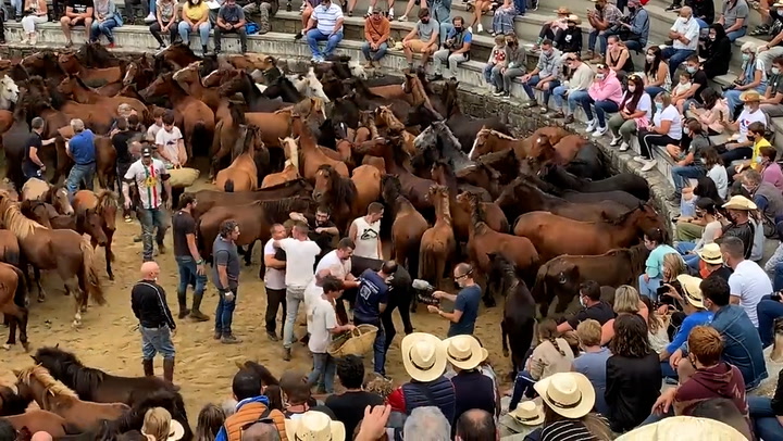 Horses wrestled to the ground and sheared in barbaric Spanish ceremony – The Independent