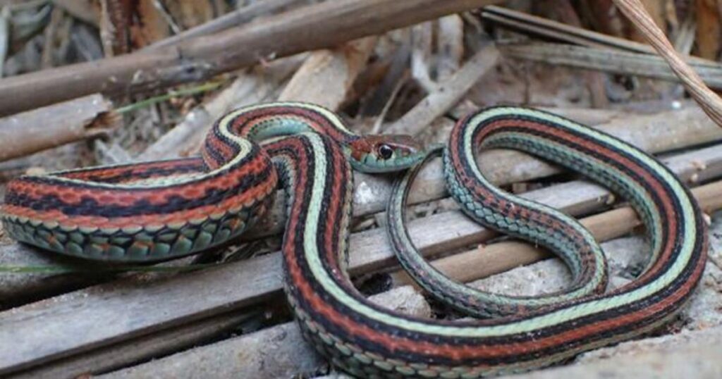 San Francisco garter snakes, an endangered species, find refuge at the city’s airport – CBS News