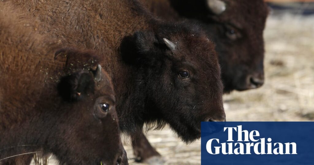 Where the buffalo roam- worlds longest wildlife bridge could cross the Mississippi – Iowa