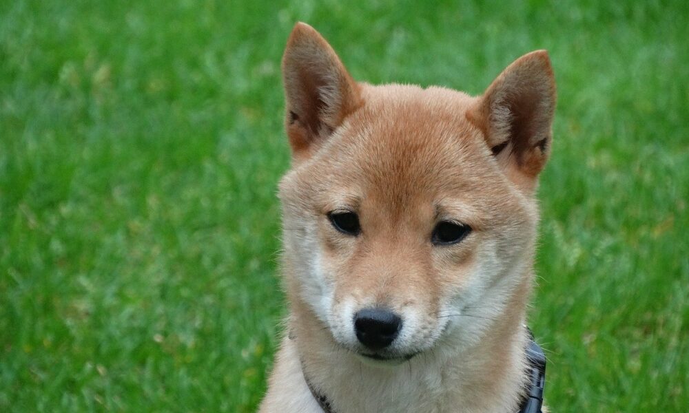 If Shiba Inu is a ‘shitcoin,’ why are exchanges still listing it