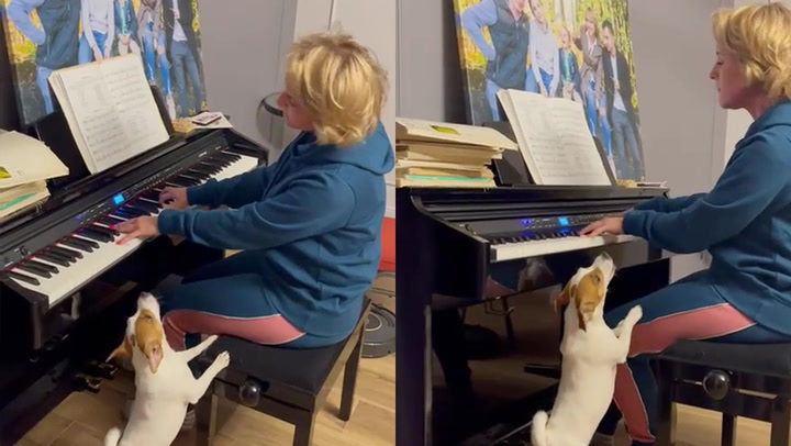 Watch: Jack Russell sings as Latvian owner plays piano