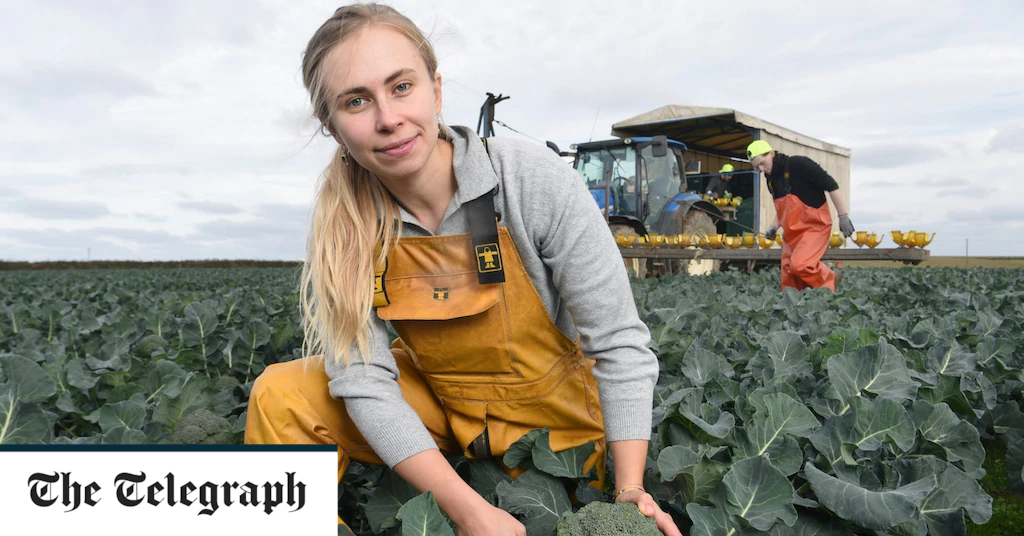 Why won’t Brits pick vegetables for £30 an hour?