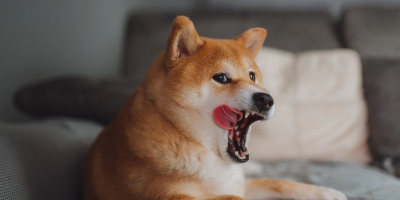 What is shiba inu coin? Is there anything real behind its blistering rally, or is it pure hype? | Currency News | Financial and Business News | Markets Insider