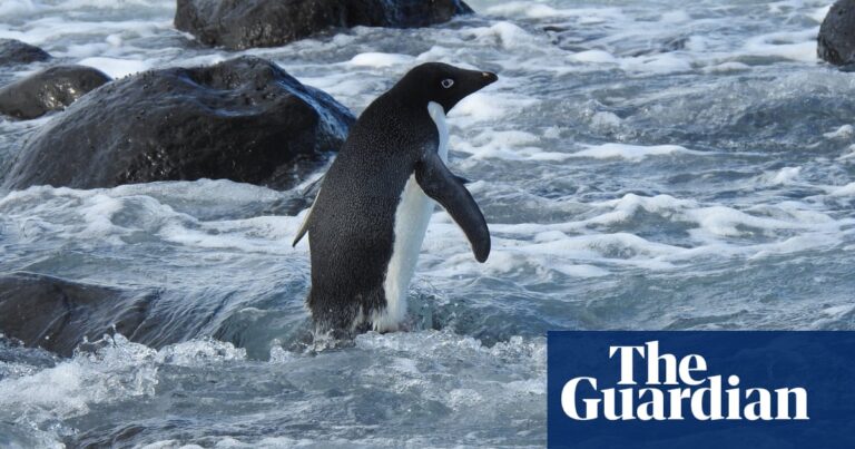 ‘Super rare’: Antarctic penguin washes up in New Zealand, 3,000km from home | New Zealand | The Guardian