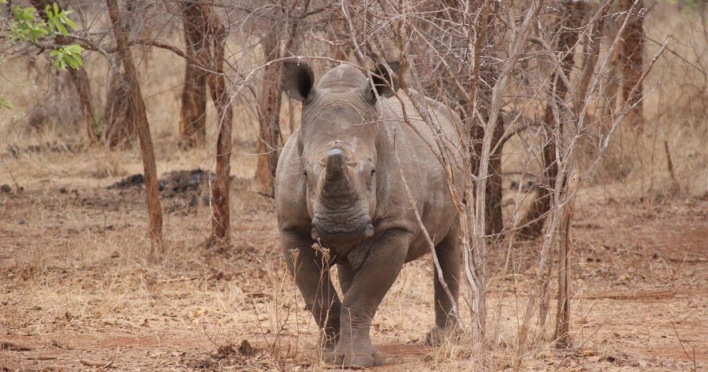 Can NFTs help save rhinos poachers? | Crypto