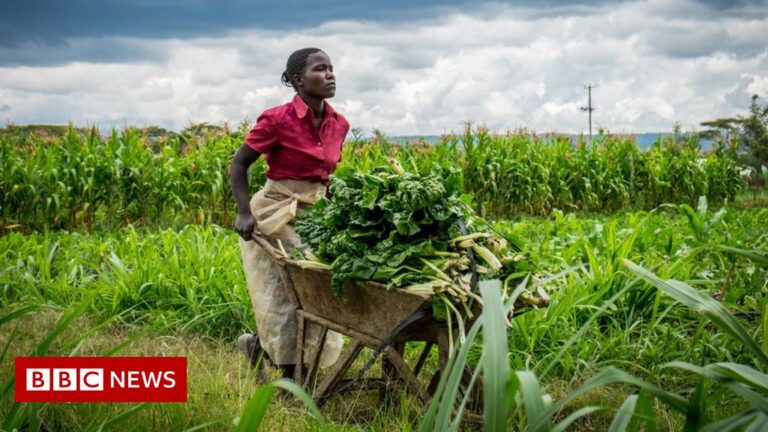 Kenyans find rural lifeline after Covid city exodus – BBC News