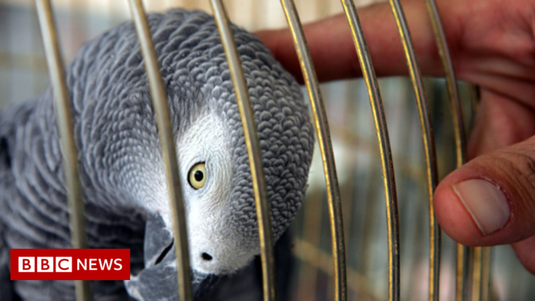 Parrots for sale: The internet’s role in illicit trade – BBC News