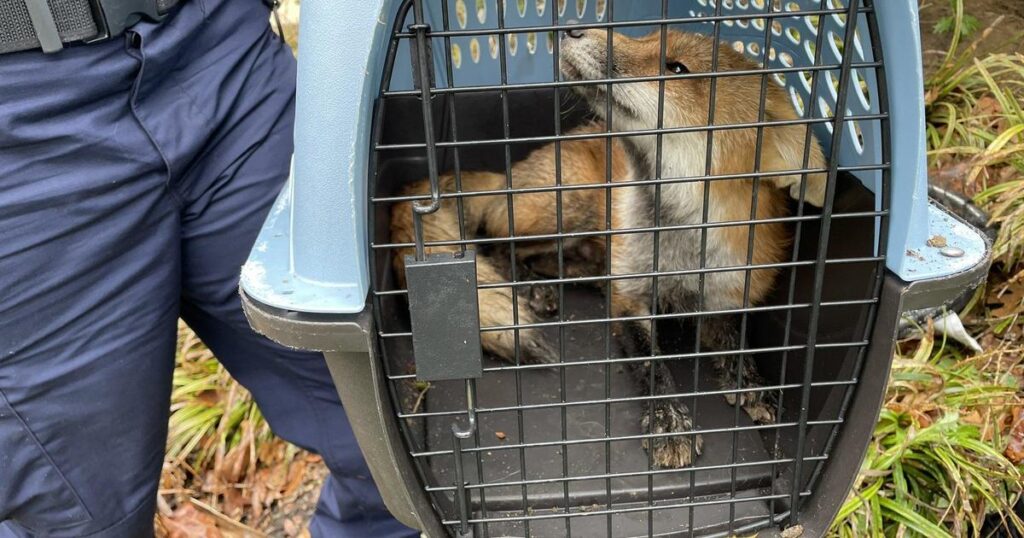 Fox euthanized after allegedly biting 9 people on Capitol Hill – CBS News