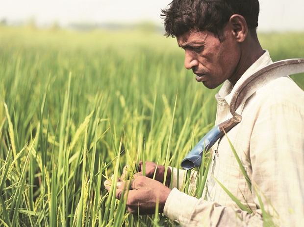 Farmers’ average income grew 1.3-1.7x between FY18 and FY22, says SBI study | Business Standard News