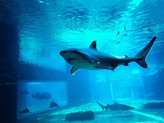 What If Cardano Was On Shark Tank? Mark Cuban Wonders – BitcoinEthereumNews.com