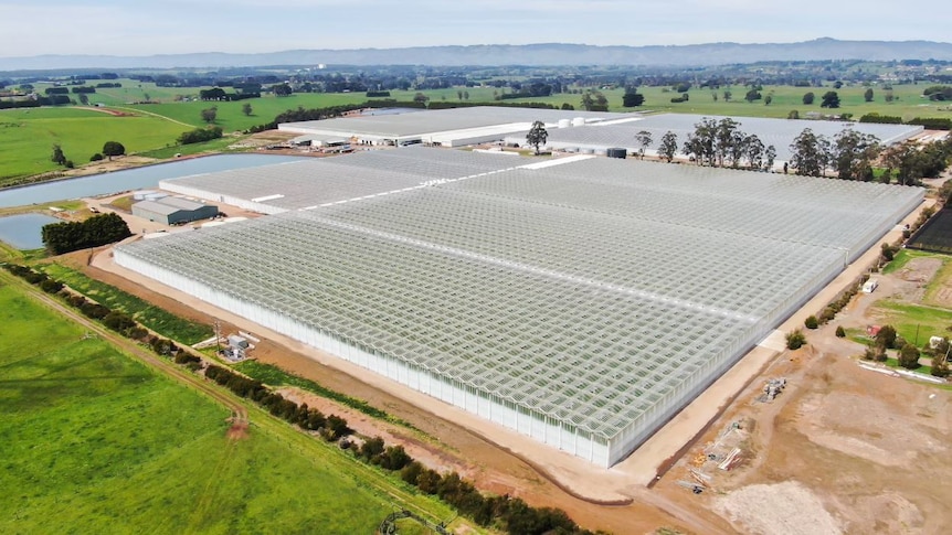 How two veterans of Melbourne’s wholesale fruit and vegetable market created Australia’s largest glasshouse