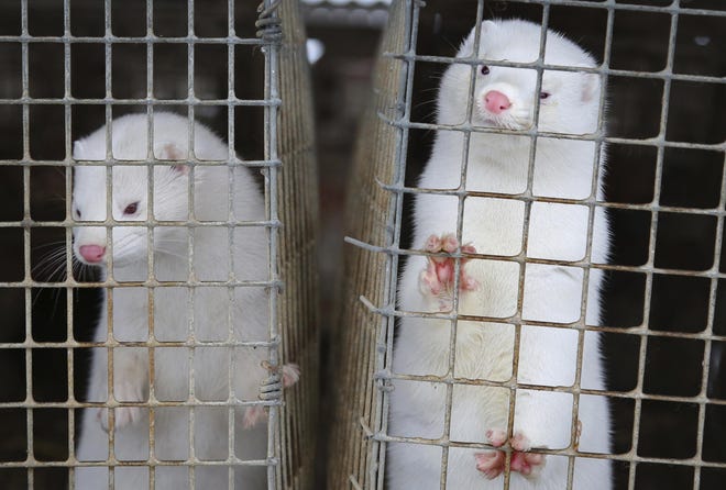 Ohio mink farm vandals release up to 10K animals, police warn county