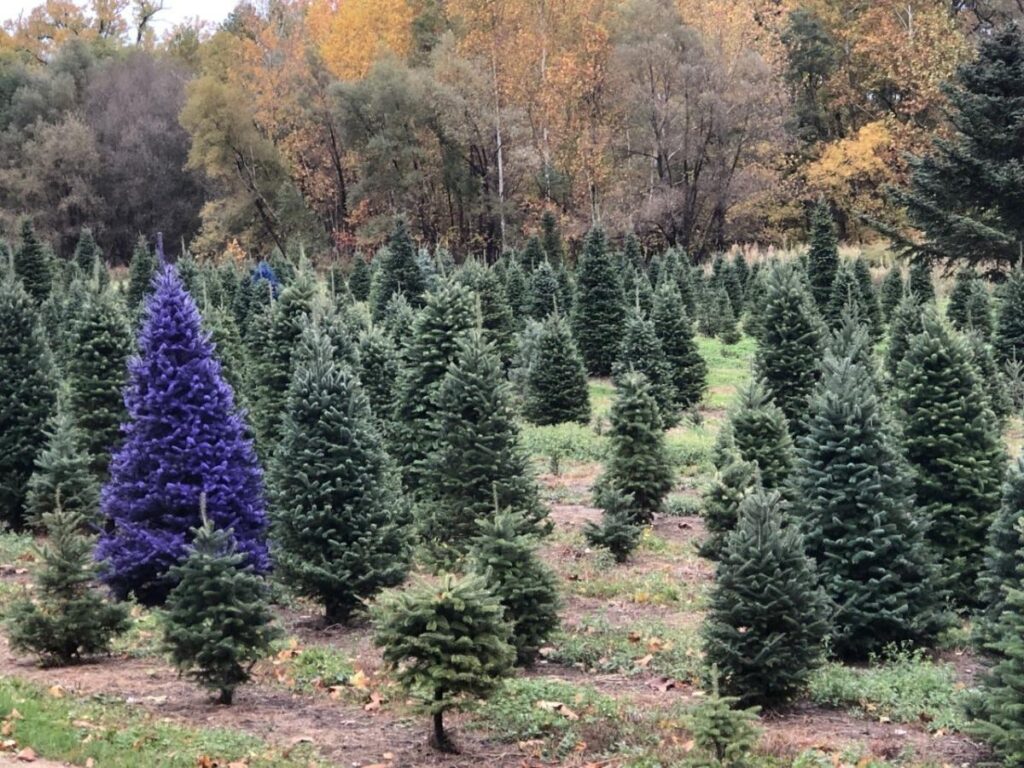 Purple Christmas trees? It’s a thing in New York wine country