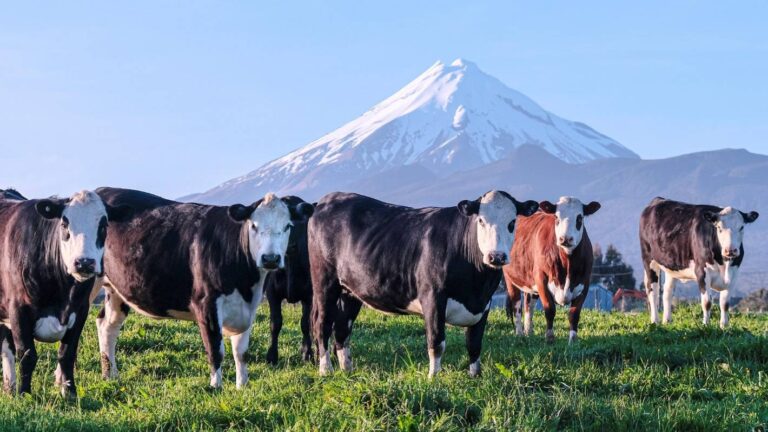 Tesco’s warning to New Zealand farmers