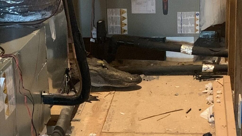 North Carolina inspector finds 8-foot alligator in attic of home – KIRO 7 News Seattle