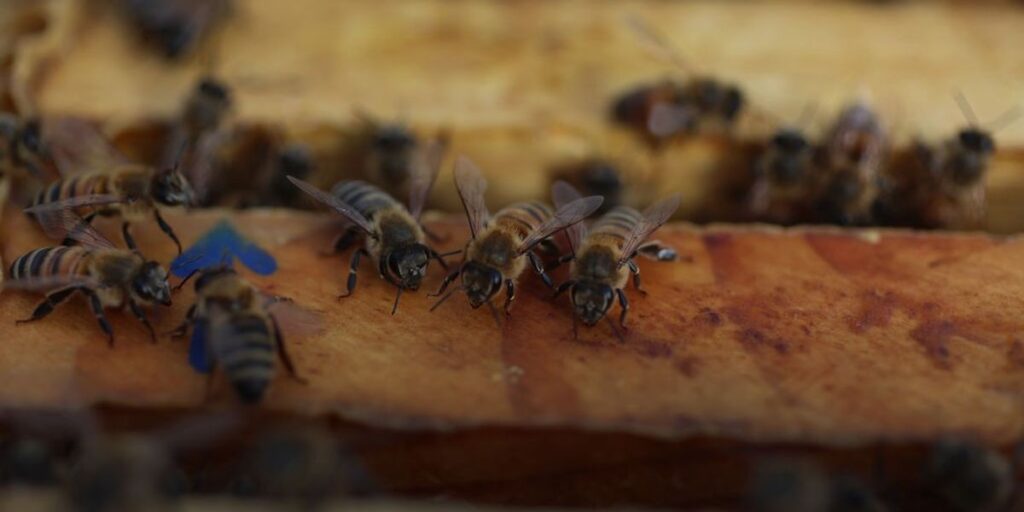 ‘Very Troubling’: US Honeybees Just Suffered Second Deadliest Year on Record
