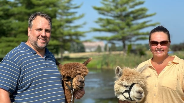 What’s behind Ontario’s alpaca agri-tourism boom?