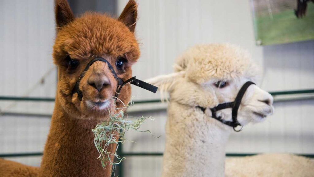 Former Mass. pizzeria owner gets 2-year sentence for using COVID-19 funds to start alpaca farm