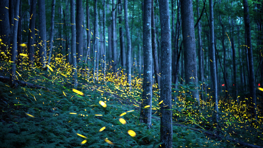 A summer light show dims: Why are fireflies disappearing?