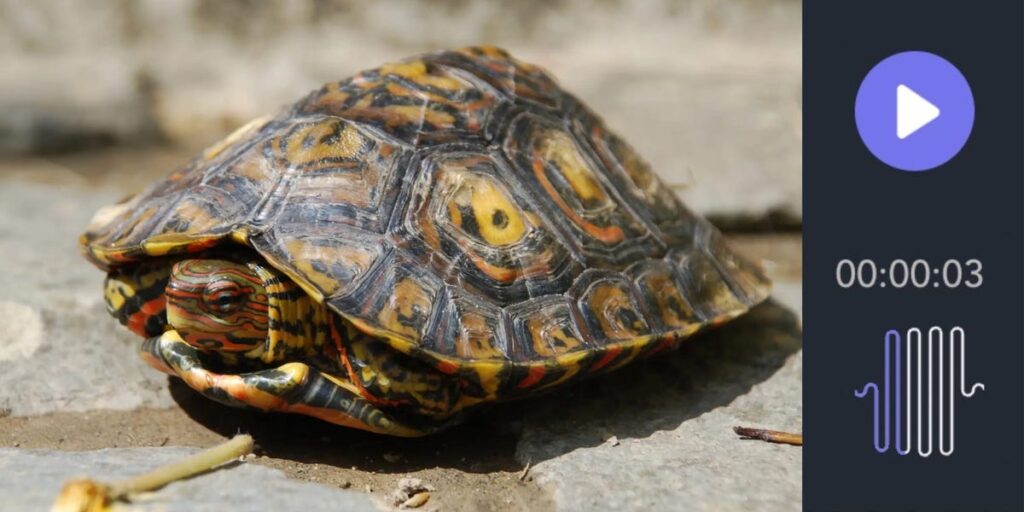 Turtles Purr, Croak, and Make Robot Noises, and No One Understands Why