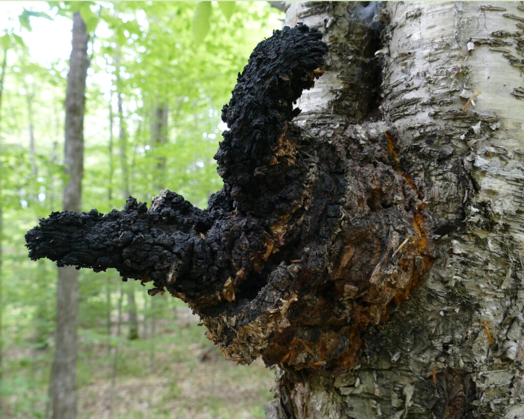 Comment on As Chaga Keeps Trending, Mycologists Worry About Running Out by Doppelstabmatten Zaun