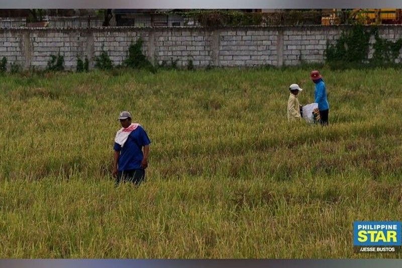 P12 billion cash aid to rice farmers fully distributed by June – Department of Agriculture | Philstar.com